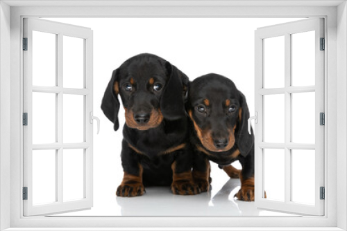 Fototapeta Naklejka Na Ścianę Okno 3D - adorable small teckel dachshund dogs looking to side