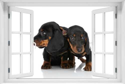 Fototapeta Naklejka Na Ścianę Okno 3D - couple of teckel dachshund puppies looking to side in studio