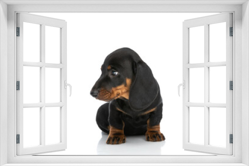 Fototapeta Naklejka Na Ścianę Okno 3D - small adorable teckel dachshund puppy looking to side