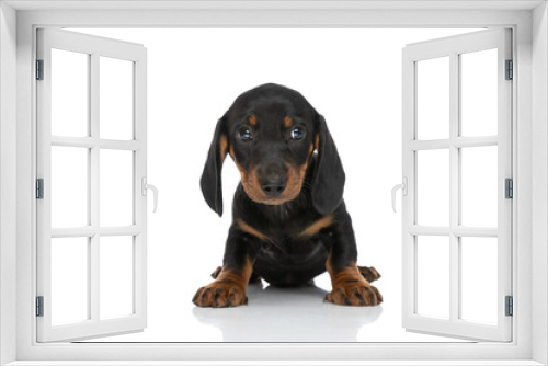 Fototapeta Naklejka Na Ścianę Okno 3D - lovely little teckel dachshund dog looking to side