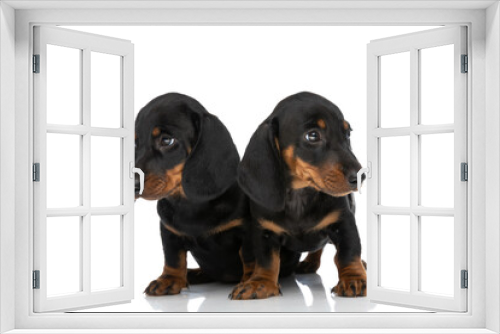 Fototapeta Naklejka Na Ścianę Okno 3D - two little teckel dachshund puppies looking both sides in studio