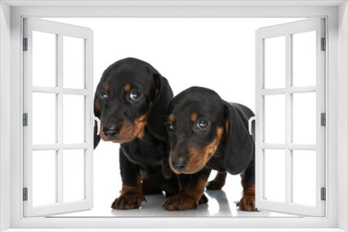 Fototapeta Naklejka Na Ścianę Okno 3D - adorable cute teckel dachshund puppies looking away in studio