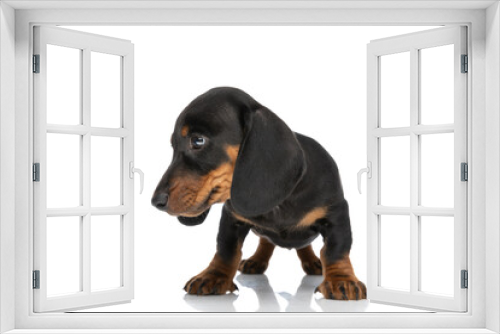 Fototapeta Naklejka Na Ścianę Okno 3D - adorable sweet teckel dachshund puppy looking to side