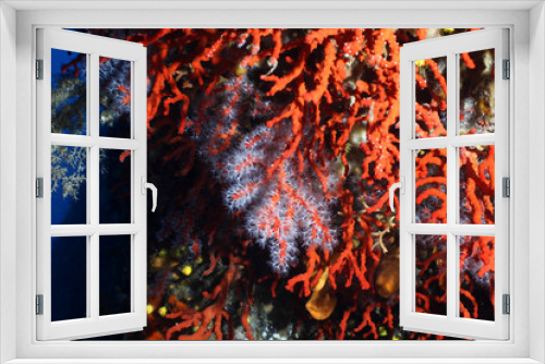 Fototapeta Naklejka Na Ścianę Okno 3D - corallo rosso fioritura