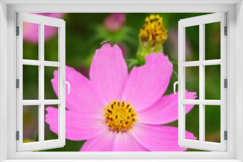 Fototapeta Naklejka Na Ścianę Okno 3D - 野原に咲くピンクのコスモス