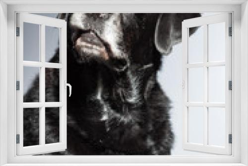 Fototapeta Naklejka Na Ścianę Okno 3D - Old black labrador retriever. Studio shot isolated on grey.