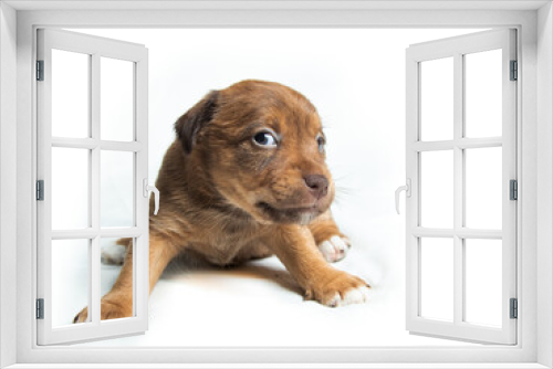Fototapeta Naklejka Na Ścianę Okno 3D - Brown Parson Russell Terrier puppies in front of white background