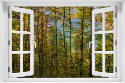 Fototapeta Naklejka Na Ścianę Okno 3D - Autumn Forest Abstract