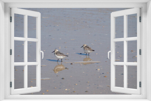 Fototapeta Naklejka Na Ścianę Okno 3D - cute dunlins searching for something to eat on the shores of Norderney Island in the North Sea in Germany	