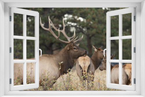 Fototapeta Naklejka Na Ścianę Okno 3D - Male Elk Watches Over Females During Rut