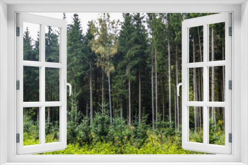 Fototapeta Naklejka Na Ścianę Okno 3D - Wiederaufforstung durch Neuanpflanzung im Nadelwald