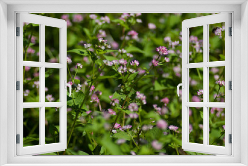 Fototapeta Naklejka Na Ścianę Okno 3D - flowers in the meadow