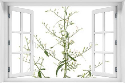 Fototapeta Naklejka Na Ścianę Okno 3D - Kariyat or andrographis paniculata, branch green leaves and flowers isolated on white background.