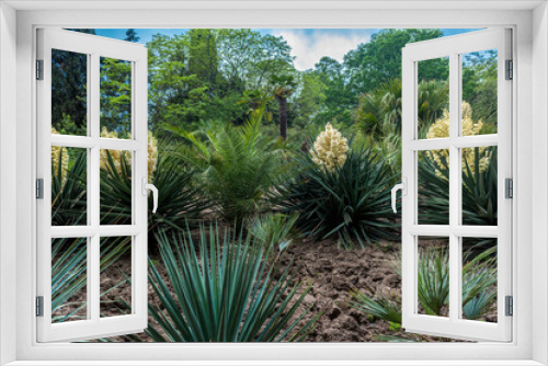 Fototapeta Naklejka Na Ścianę Okno 3D - Blooming Yucca gloriosa in the landscape park