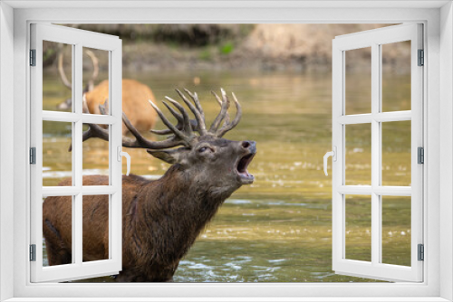 Fototapeta Naklejka Na Ścianę Okno 3D - Red deer standing in a pond in a forest during rutting season at a cloudy day in autumn.