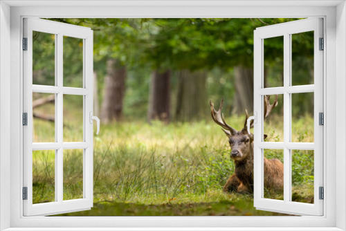 Fototapeta Naklejka Na Ścianę Okno 3D - Red deer in a forest during rutting season.