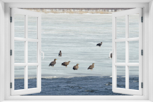 Fototapeta Naklejka Na Ścianę Okno 3D - 氷上に群れるオジロワシとオオワシ（北海道・小清水町）
