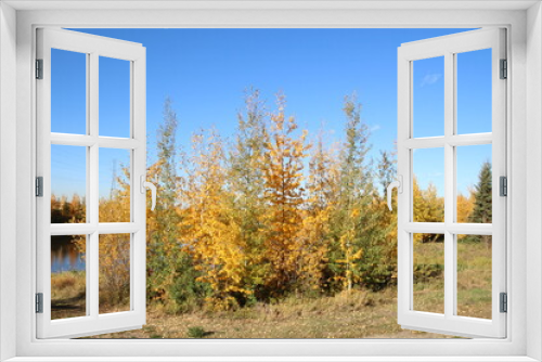 Fototapeta Naklejka Na Ścianę Okno 3D - Octobers Trees, Pylypow Wetlands, Edmonton, Alberta