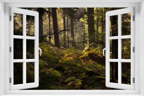 Fototapeta Naklejka Na Ścianę Okno 3D - the forest the good place to hike