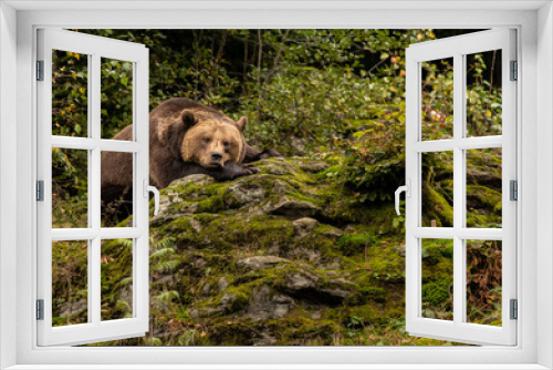 Fototapeta Naklejka Na Ścianę Okno 3D - Lying brown bear resting on the rock in the forest