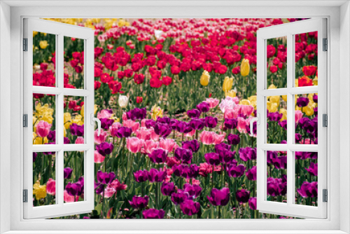 Fototapeta Naklejka Na Ścianę Okno 3D - field of tulips