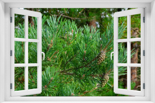 Fototapeta Naklejka Na Ścianę Okno 3D - Beautiful green pine branches with cones, beautiful nature background for relaxation and rest