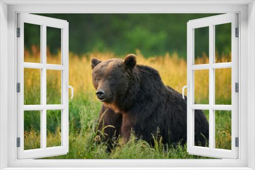 Fototapeta Naklejka Na Ścianę Okno 3D - Cute Brown bear in the grass in the meadow
