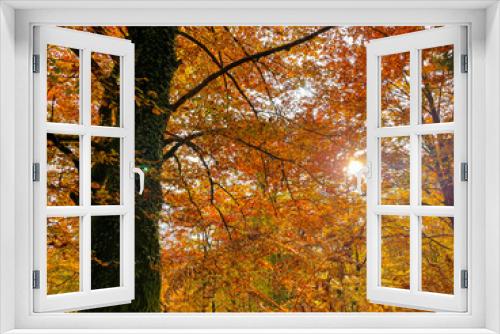 Fototapeta Naklejka Na Ścianę Okno 3D - LENS FLARE: Ivy climbs up the trunk of tree in the gorgeous fall colored forest.