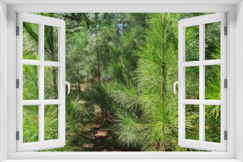 Fototapeta Naklejka Na Ścianę Okno 3D - pinus, árvore, mato, verde, 