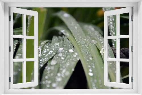 Fototapeta Naklejka Na Ścianę Okno 3D - Krople deszczu