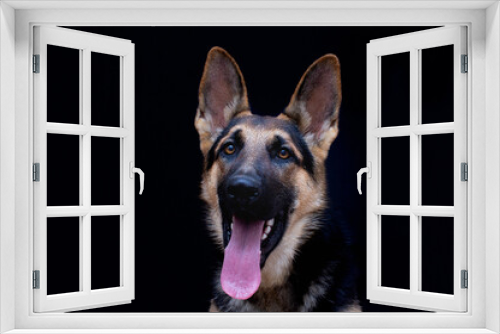 Fototapeta Naklejka Na Ścianę Okno 3D - German Shepherd Dog portrait in front of black background