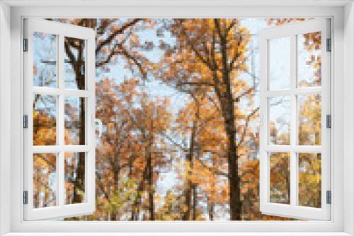 Fototapeta Naklejka Na Ścianę Okno 3D - Fall Trees