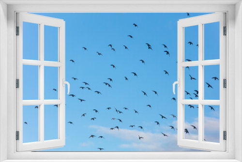 Fototapeta Naklejka Na Ścianę Okno 3D - pigeons flying 