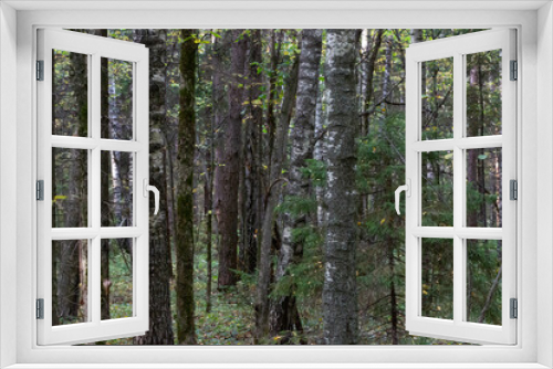 Fototapeta Naklejka Na Ścianę Okno 3D - forest of mixed wood species. Trunks of deciduous and coniferous trees in autumn