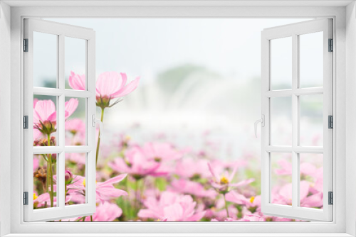 Fototapeta Naklejka Na Ścianę Okno 3D - Beautiful pink cosmos flowers field with blurred background. copy space for text.