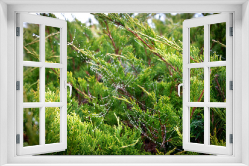 Fototapeta Naklejka Na Ścianę Okno 3D - Spider web on a juniper bush with frozen water droplets