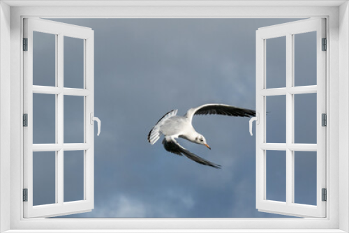Fototapeta Naklejka Na Ścianę Okno 3D - seagull in flight