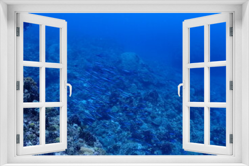 Fototapeta Naklejka Na Ścianę Okno 3D - 恩納村海底のサンゴ（沖縄）
