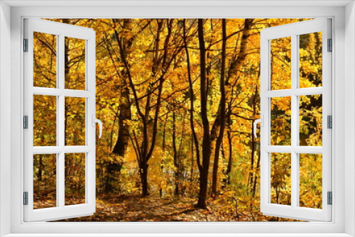 Fototapeta Naklejka Na Ścianę Okno 3D - Autumn forest road leaves fall in ground landscape on autumnal background in October