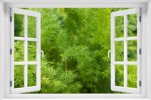 Fototapeta Naklejka Na Ścianę Okno 3D - Asparagus