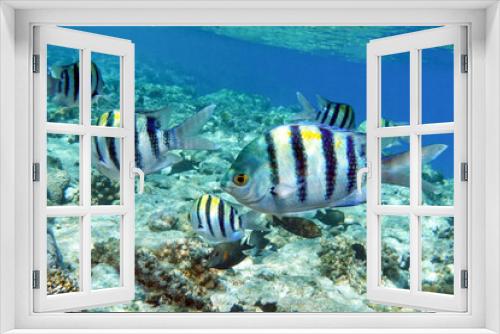 Fototapeta Naklejka Na Ścianę Okno 3D - Sergeant Fish in the Coral Reef, Red Sea 