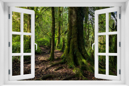 Fototapeta Naklejka Na Ścianę Okno 3D - trees in the jungle