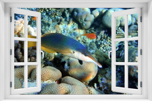 Fototapeta Naklejka Na Ścianę Okno 3D - Female  Bird wrasse fish at coral reef, Red sea