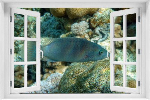 Fototapeta Naklejka Na Ścianę Okno 3D - Tropical wrasse fish in Red sea,Egypt