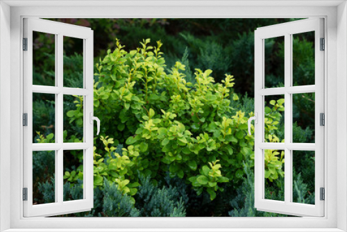 Fototapeta Naklejka Na Ścianę Okno 3D - Landscape design with green juniper and bush plants in the garden. Concept of landscape for gardens.