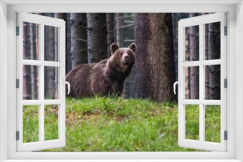 Fototapeta Naklejka Na Ścianę Okno 3D - Wild Brown Bear (Ursus arctos) . Natural habitat. Slovakia