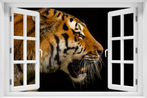 Fototapeta Naklejka Na Ścianę Okno 3D - Sibirischer Tiger
