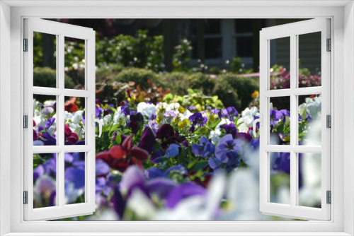 Fototapeta Naklejka Na Ścianę Okno 3D - Multicolored Pansies in a Garden | Colorful Flowers in Sunlight