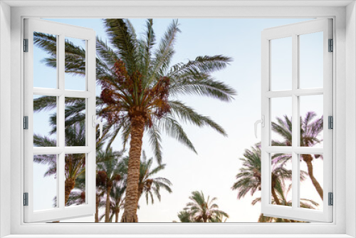 Fototapeta Naklejka Na Ścianę Okno 3D - Date palms against the background of the sky colored with reflections of the sun.