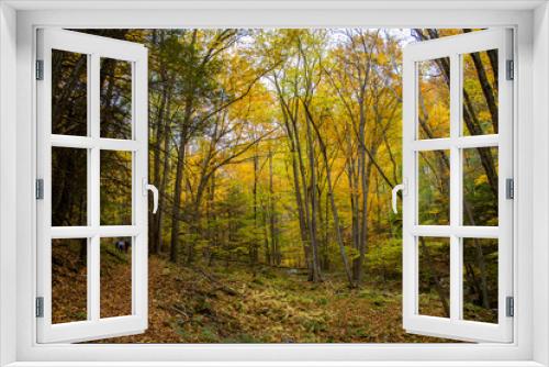 Fototapeta Naklejka Na Ścianę Okno 3D - Autumn hike in Pennsylvania forest.